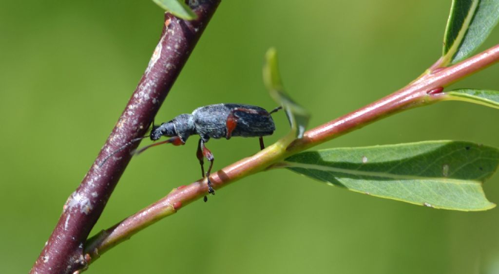 Phyllobius (Metaphyllobius) glaucus - Curculionidae
